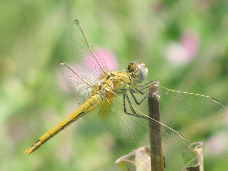 Odonata da ID